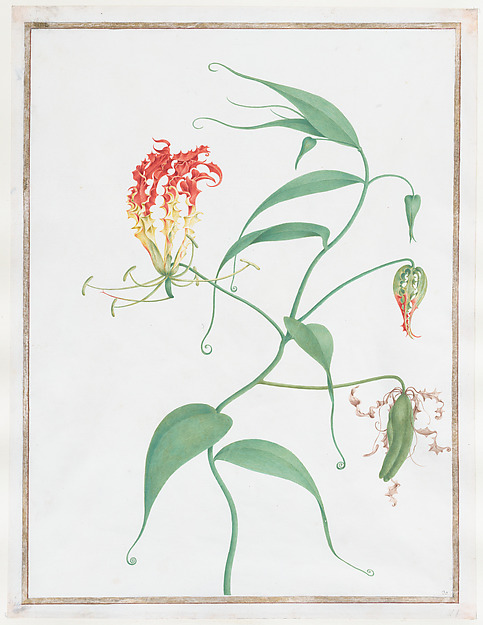 Prachtlilie (Gloriosa superba), Pierre-Joseph Redouté (1759–1840)