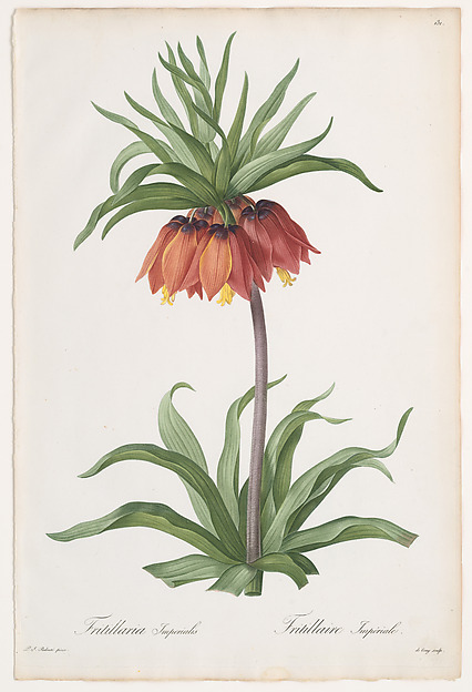 Kaiserkrone (Fritillaria imperialis), Pierre-Joseph Redouté (1759–1840)