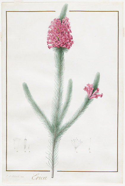 Heide (Erica fulgida), Pierre-Joseph Redouté (1759–1840)